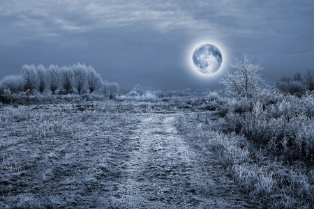 Full moon over the trees covered by hoarfrost - night sceneの写真素材