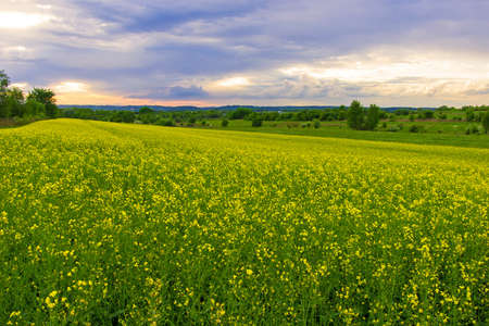 field and sunset -summer landscape の写真素材