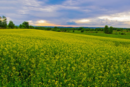  Rape field and sunsetの写真素材