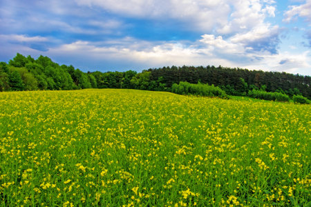  Rape field and sunsetの写真素材