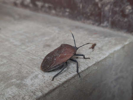 Close-up of a bug on a concrete wall. Selective focus.の写真素材