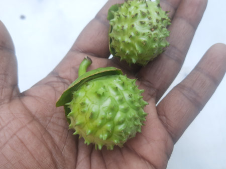 Soursop fruit on hand.