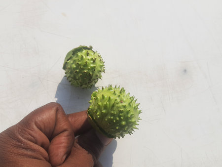 Green prickly pear in hand on white background. Selective focus.