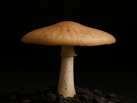 mushroom on black ground, isolated on black background, macroの写真素材