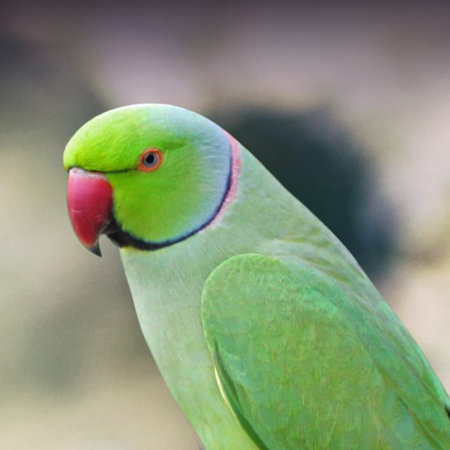 Green Parakeet (Psittacula krameri)の写真素材
