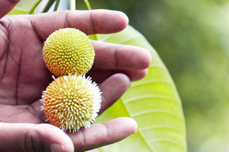 Bunch of durian fruit in hand on green nature background.