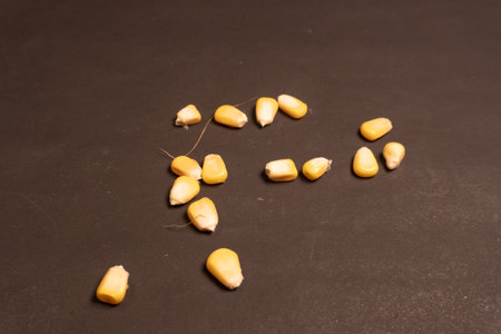 Corn seeds on a black background, close-up of corn seedsの写真素材