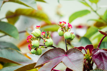 Cerbera indica Linn flower in garden, Thailand.の写真素材