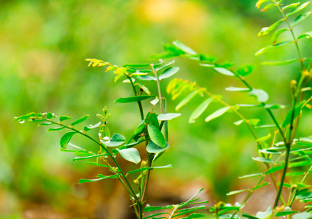 Close up of green leaves, Thailand. (Vicia cracca)の写真素材