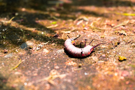 Millipede on the ground in the forest, closeup of photoの写真素材