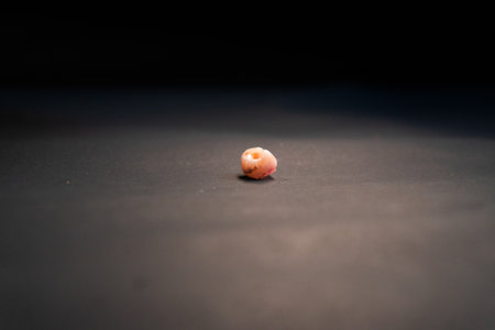 Macro shot of a shell on a black background. Shallow depth of field.の写真素材