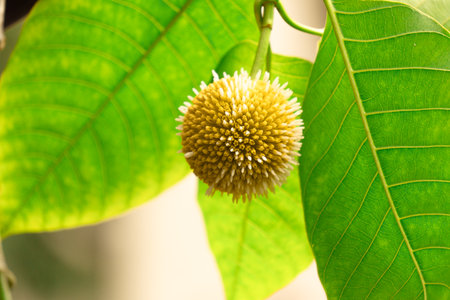 Close up of a yellow flower on a green leaf in the gardenの写真素材