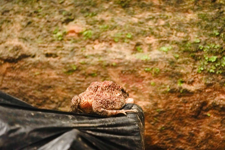 Close up view of a common toad (Bufo bufo)の写真素材