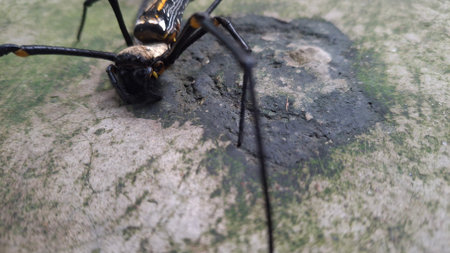 Spider on the floor in the garden. Selective focus and shallow depth of field.