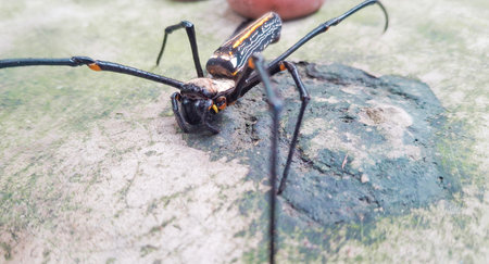 Spider on the cement floor in the garden, closeup of photo