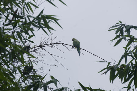 A green parakeet perched on a tree branch in the forest.の写真素材
