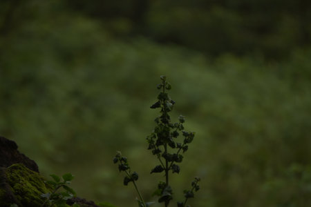 Close up of basil plant in the forest with green blurred background.