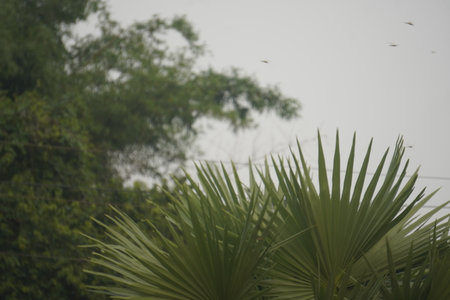 Palm trees in the rainforest on a foggy day.の写真素材