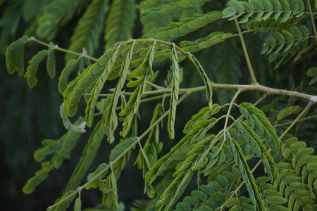Close up of acacia tree leaves, Acacia dealbata