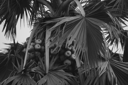 Coconuts on a palm tree. Black and white photo.の写真素材