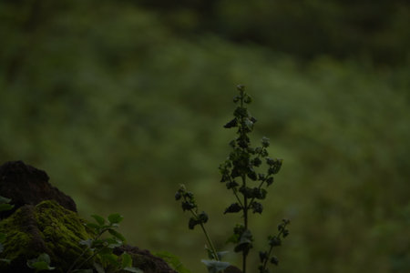 Green plant in the forest with blurred background and copy space for textの写真素材