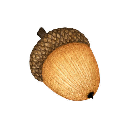 Watercolor brown oak acorn. Object isolated on white background. Symbol of fall season. Hand drawn element with paper texture for design autumn poster, frame, greeting card, pattern, invitation.の写真素材