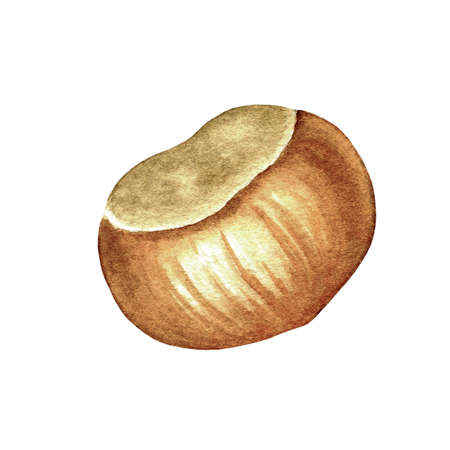 Watercolor open brown chestnut. Botanical painted object isolated on white background. Symbol of fall season. Hand drawn element for design autumn poster, frame, greeting card, pattern, invitationの写真素材