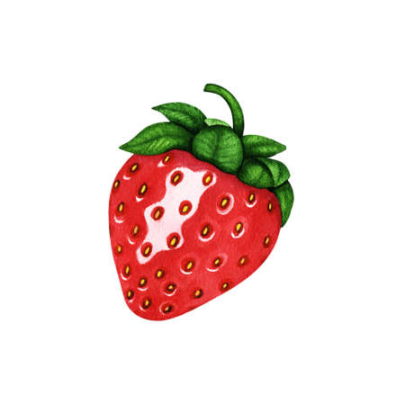 Watercolor red strawberry with green leaves. Fresh sweet food, dessert, berry illustration. Hand drawn element isolated on white background for design print, poster, frame, card, pattern, invitationの写真素材