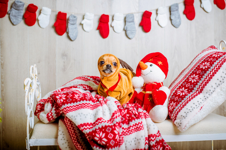 cute Chihuahua in a reindeer costume with big eyes lies on a bedの写真素材