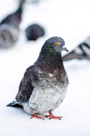 wild pigeons in winter on snow. Eat seedsの写真素材