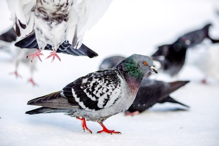 wild pigeons in winter on snow. Eat seedsの写真素材