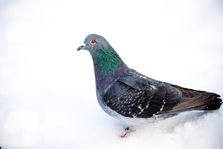 wild pigeons in winter on snow. Eat seedsの写真素材