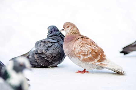 wild pigeons in winter on snow. Eat seedsの写真素材