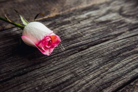 Pink rose lying on a wooden table. Vintageの写真素材