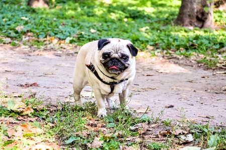 Pug dog standing on the grass summerの写真素材
