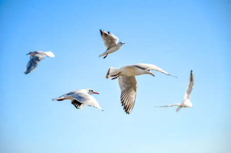 seagulls flying in the sky over the seaの写真素材