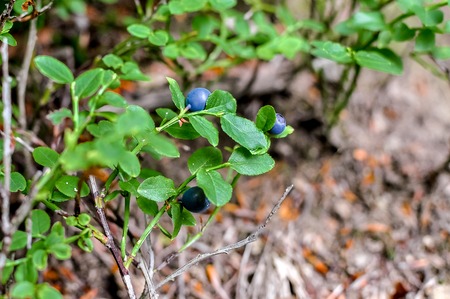 Spring with fresh ripe blueberries in summer. In the woodsの写真素材