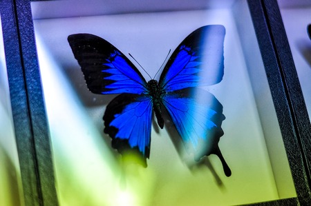 Blue butterfly rests in a glass-dried. collectionの写真素材