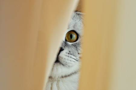 Cat hiding behind a white curtain in the interior. Scottish Foldの写真素材