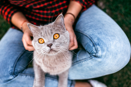 Red cat sitting on hands of the girl. Red cat sitting on hands of the girlの写真素材
