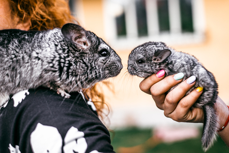 Kissing of Mama and Baby Chinchilla in Front View.  sitting on the shoulderの写真素材