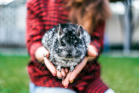 chinchilla sitting on your hands. chinchilla sitting on your handsの写真素材
