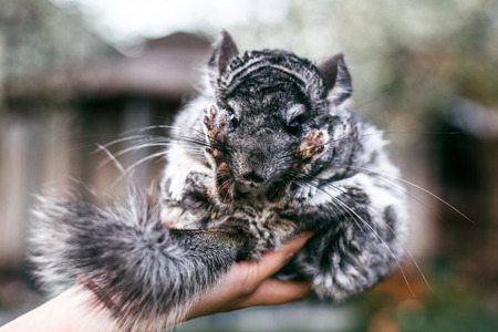 chinchilla sitting on your hands. chinchilla sitting on your handsの写真素材