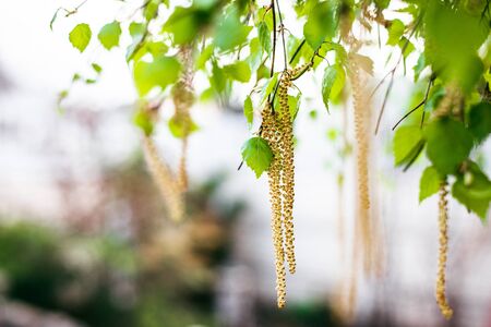 Spring blossoms tree birch with young green leaves. Spring blossoms tree birch with young green leavesの写真素材