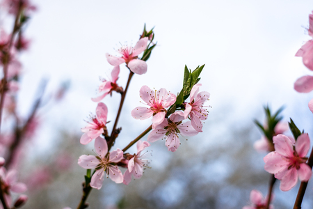 Blurred background. Branches with beautiful pink flowers Peach against the blue sky. Selective Focus. Peach blossom in the sunny day.の写真素材
