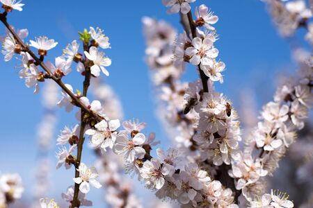 Spring blossom background. Spring blossom backgroundの写真素材