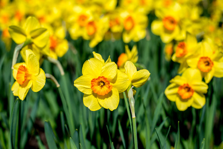 Outdoor shot of yellow daffodils in a nicely full flowerbed in springの写真素材