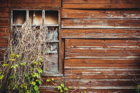 A large window in the abandoned old building growing out of it wild grapes