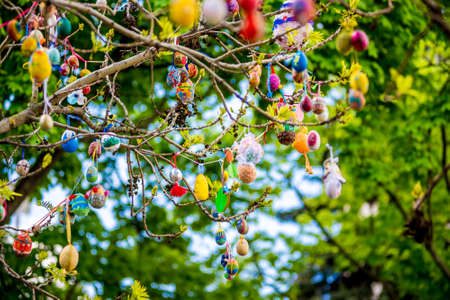 Several Easter colored eggs hanging on a tree branch color sunny spring day. Easter