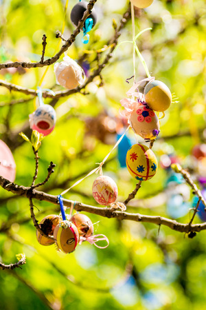 Several Easter colored eggs hanging on a tree branch color sunny spring day. Easter